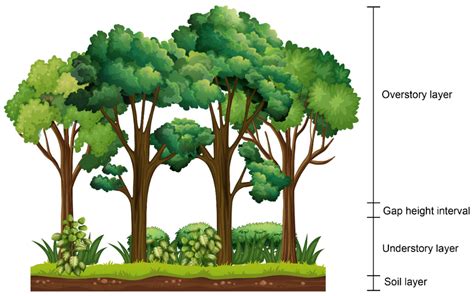 Macroclimate and canopy characteristics regulate forest understory ... - raincitystudios.com