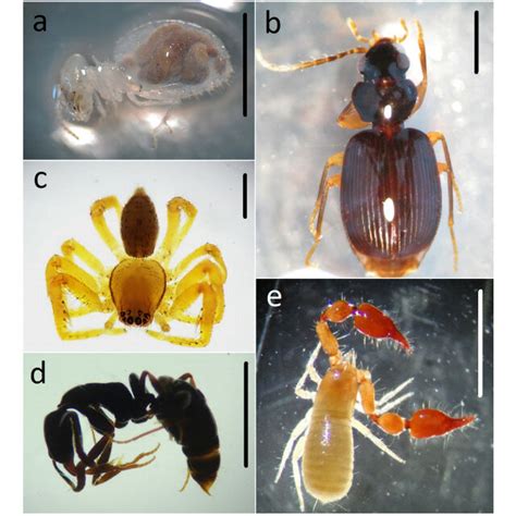 Macrofauna | Soil, Ecosystems, Decomposition | Britannica - raincitystudios.com