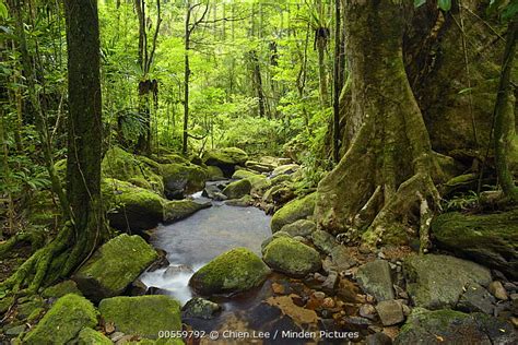 Madagascar lowland forests - wintechmobiles.com