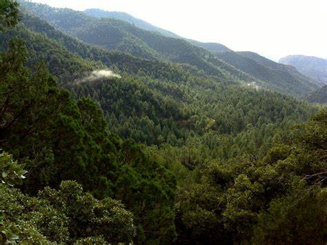 Madrean Upper Montane Conifer-Oak Forest and Woodland - raincitystudios.com