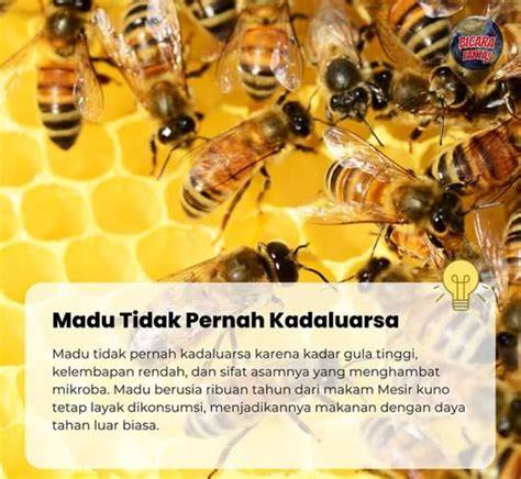 Madu Bisa Kadaluarsa - raincitystudios.com
