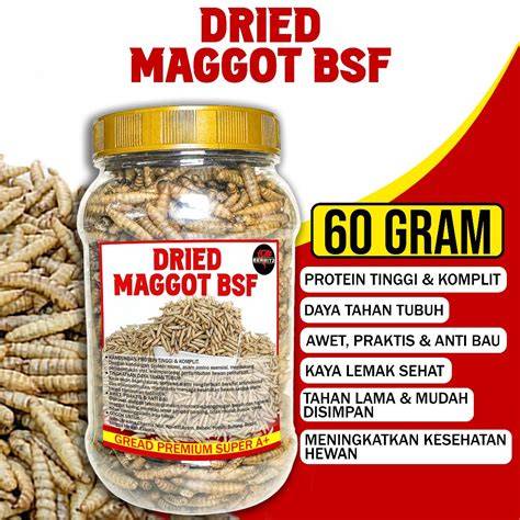 maggot bsf - raincitystudios.com