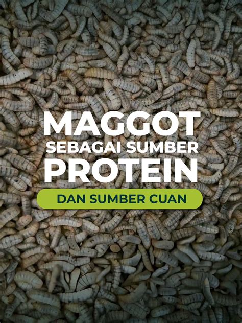 Maggot Sumber Pakan Bergizi Tinggi - Dinas Pertanian … - raincitystudios.com