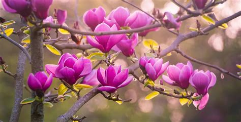Magnolia / RHS Plant Guide - raincitystudios.com