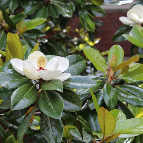 Magnolia grandiflora - raincitystudios.com
