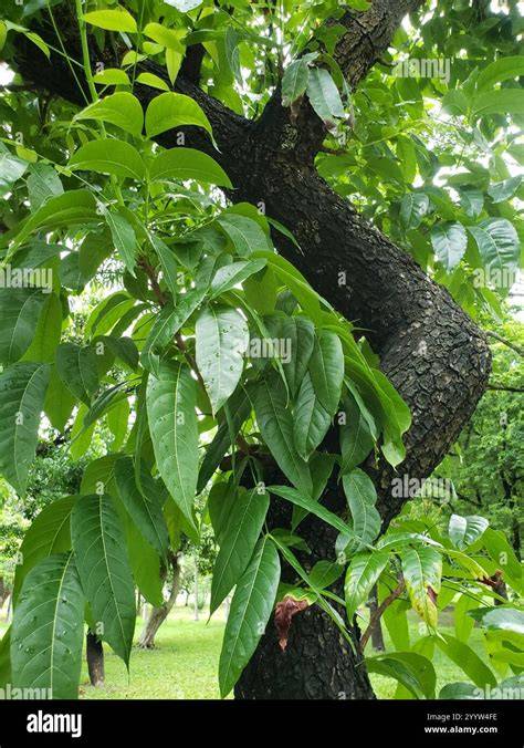 MAHOGANY (SWIETENIA MACROPHYLLA) IN - JSTOR - raincitystudios.com
