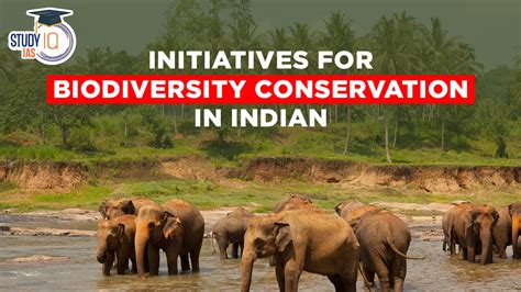 Mahogany Conservation: Status and Policy Initiatives - JSTOR - raincitystudios.com