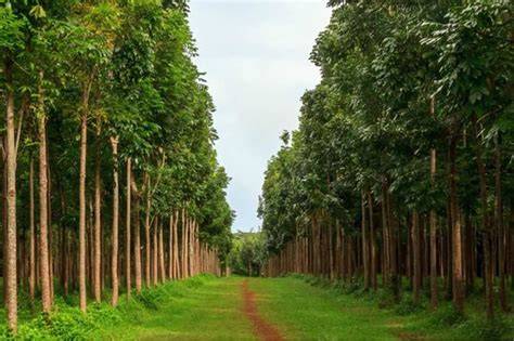Mahogany Farming in India: Cultivation Benefits, Production Cost ... - raincitystudios.com