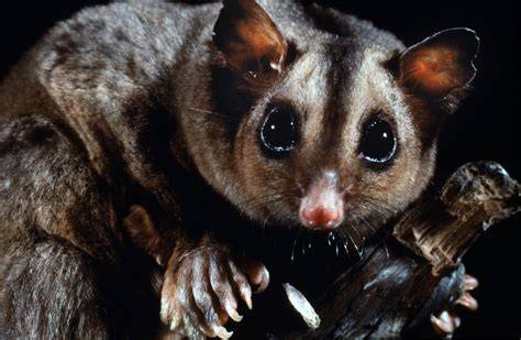 Mahogany glider - DCCEEW - raincitystudios.com