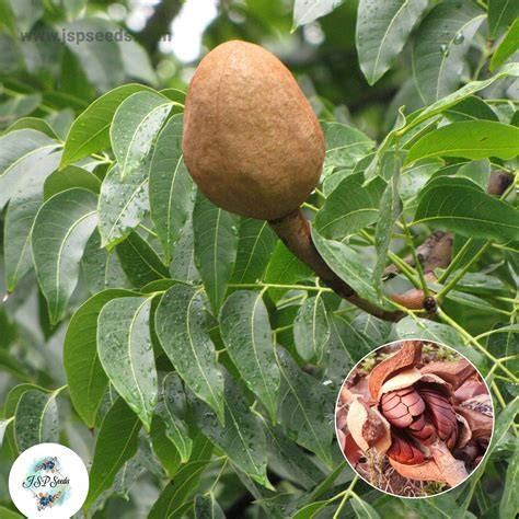 mahogany Swietenia macrophylla - JSTOR - raincitystudios.com