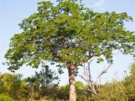 Mahogany Tree - raincitystudios.com