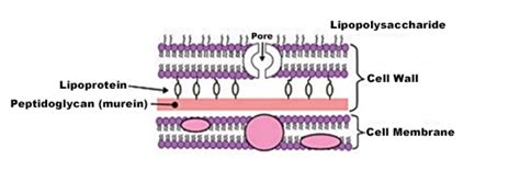 Main classical staining methods in bacteriology: applications ... - muktibox.com