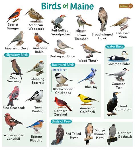 Maine birds - Google Groups - muktibox.com