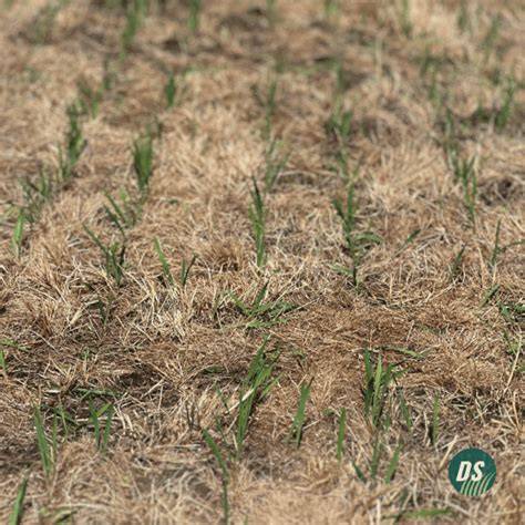 Maintaining groundcover to reduce erosion and sustain production - raincitystudios.com