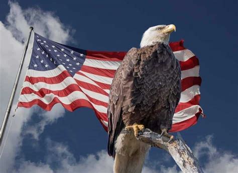 Majestic American Eagle Mother - Decora Loft - muktibox.com