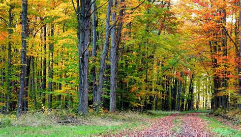 Major Characteristics of Deciduous Forests - BYJU'S - muktibox.com