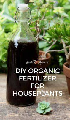 Make a Simple Organic Fertilizer for Healthy Indoor Plants - raincitystudios.com