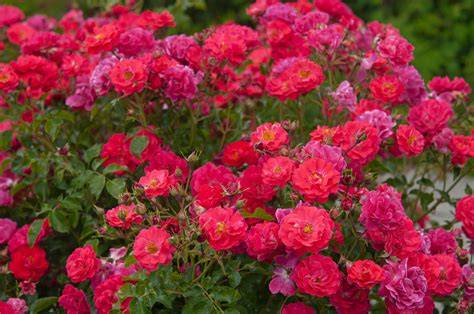 Make Rose Plants Into Bushes - A Gardener'S Guide To Lush, Full … - raincitystudios.com