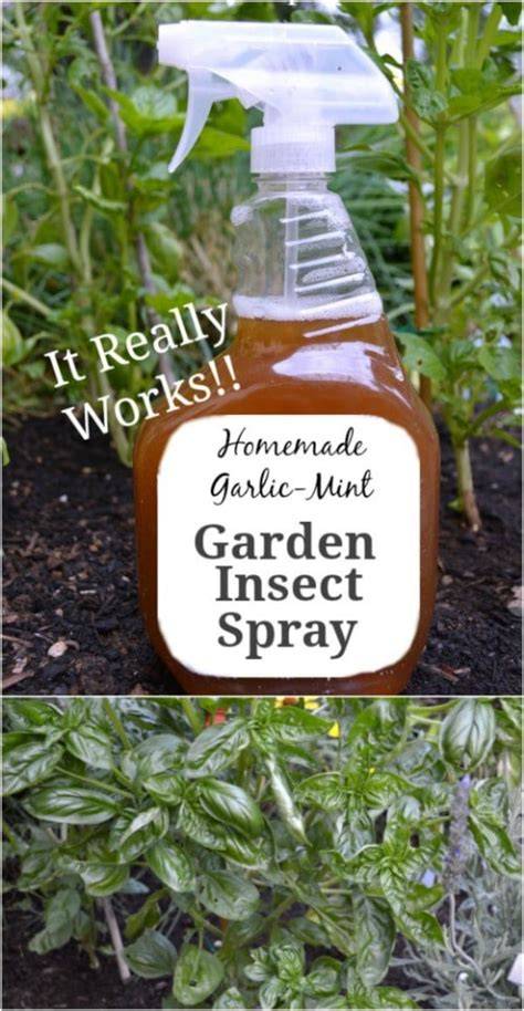 Make This Homemade Garden Insect Spray To Keep … - raincitystudios.com