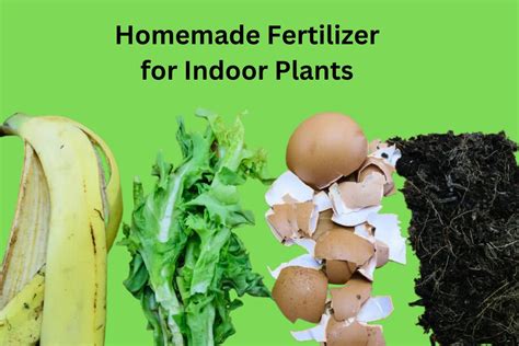 Make Your Own Organic Plant Fertilizer for FREE - raincitystudios.com