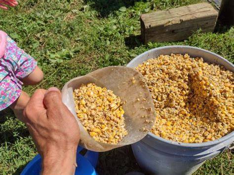Making Fermented Feed for Pigs (recipies and ratios) - raincitystudios.com