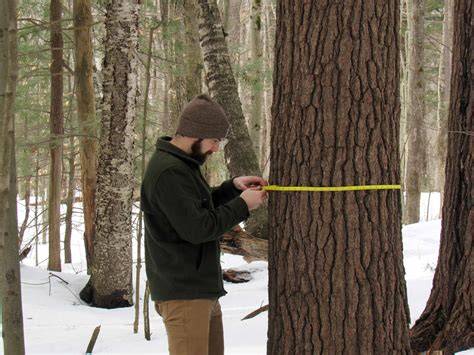 Making Special Tapes to Measure Tree Diameters! - raincitystudios.com