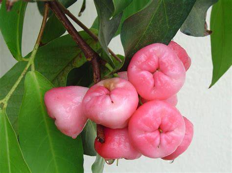 Malay Apple, Fruits of Warm Climates - raincitystudios.com