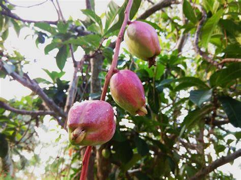Malay Apple, Mountain Apple - Syzygium malaccense - raincitystudios.com