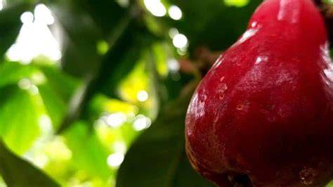 Malay Apple: Step-by-Step Guide to Successful … - raincitystudios.com