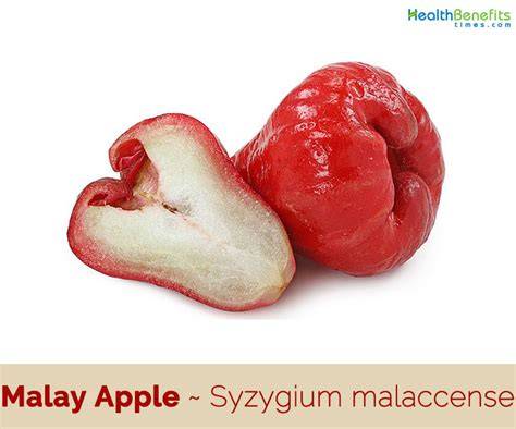 Malay Apple | Nutrition facts-Malay Apple | Health … - raincitystudios.com