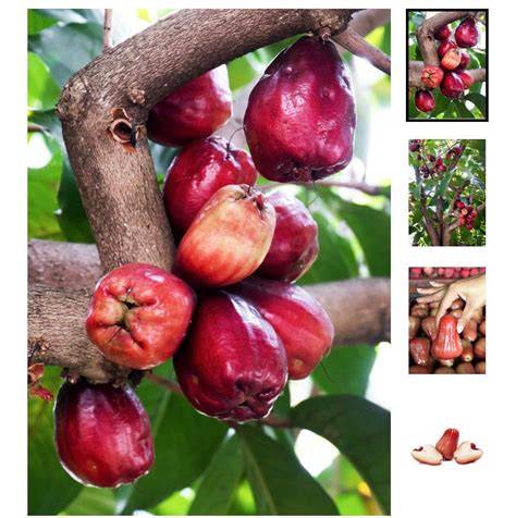 MALAY APPLE – Hortiforum - raincitystudios.com