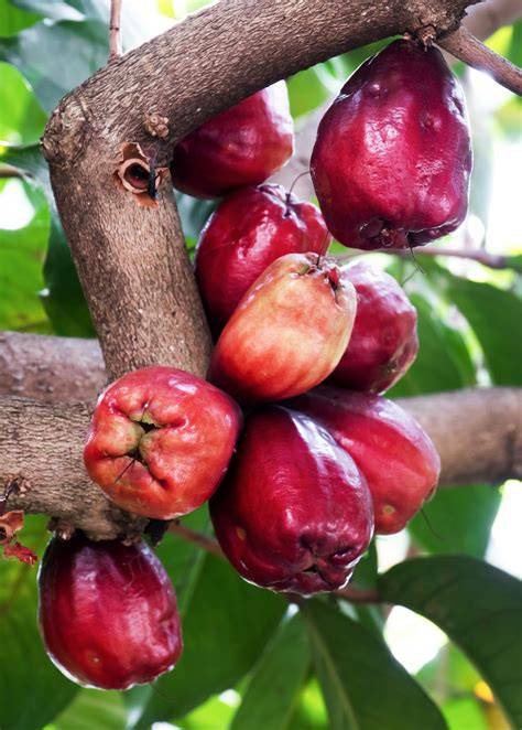 Malay Apple fruit tree - raincitystudios.com