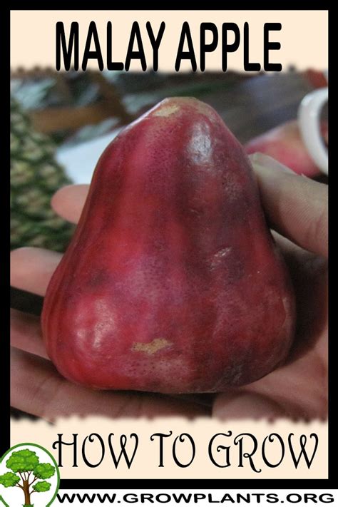 Malay Apple Plant Care & Growing Basics: Water, … - raincitystudios.com