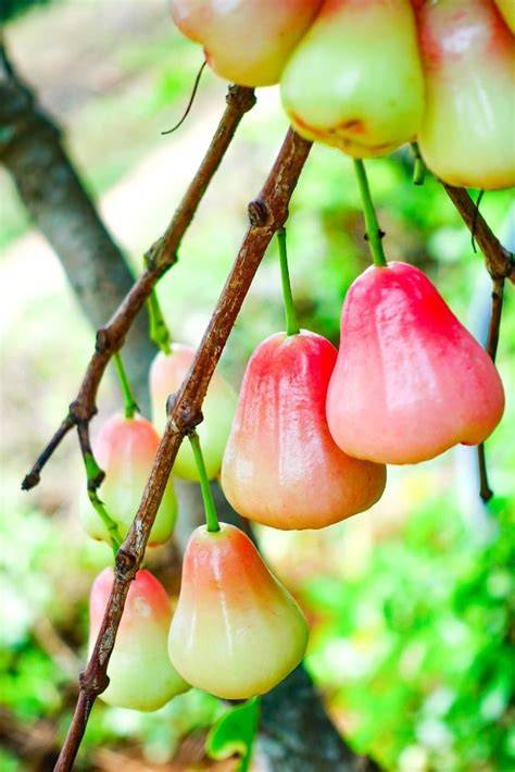 Malay Apple Tree – SoulFire Farm - raincitystudios.com