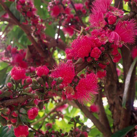 Malay Apple tree Details - raincitystudios.com