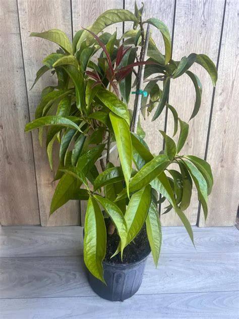 Malay Apple Tree in 3 Gallon Pot - Exotic Fruit & Ornamental - raincitystudios.com