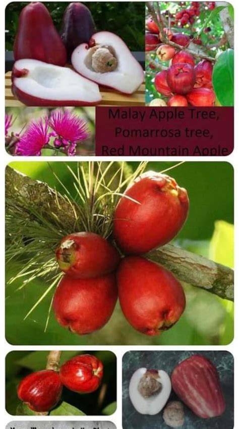 Malay Apple Trees - Green Orchid Nursery & Garden … - raincitystudios.com