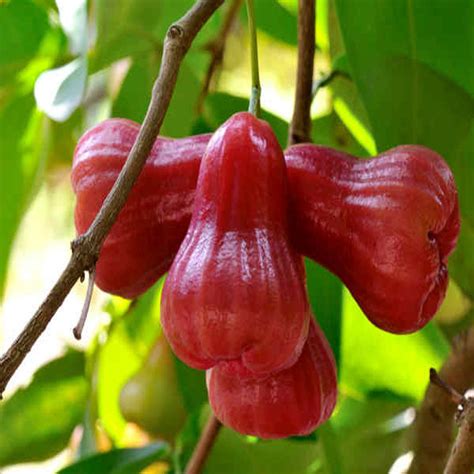 Malay apple- Fruit Plants & Tree– Exotic Flora - raincitystudios.com