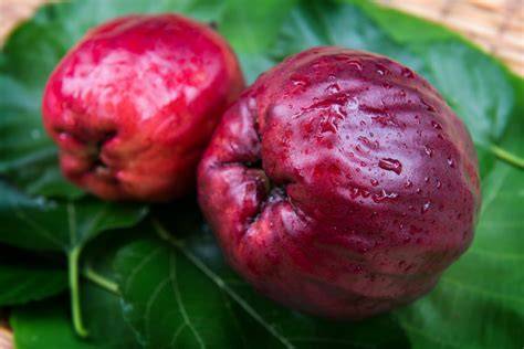 Malay Apple-Ponm lokal - The Creole Melting Pot - raincitystudios.com