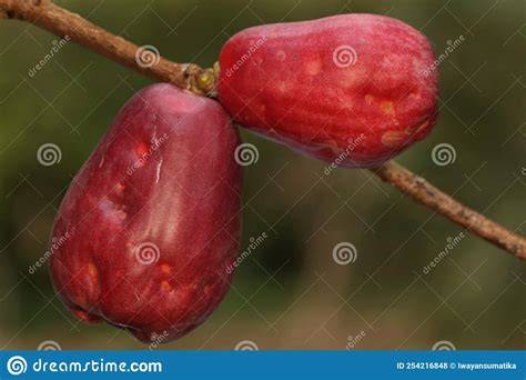 Malay Apples - CooksInfo - raincitystudios.com