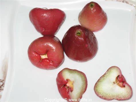 Malayan Apple - itslife.in - raincitystudios.com