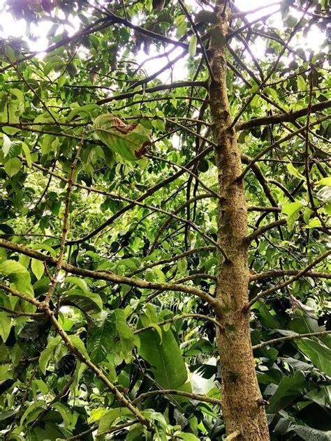 Malaysian Apple - Growing Tips, Info, Guide & Question - raincitystudios.com