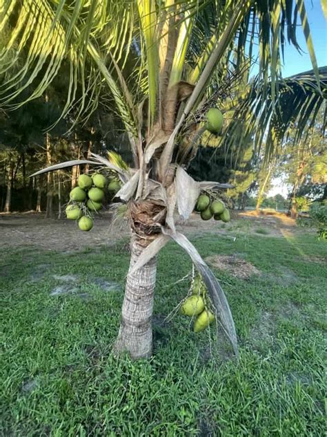 Malaysian Dwarf Coconut Variety | 3 ... - raincitystudios.com