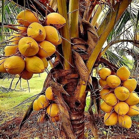 Malaysian Yellow Dwarf Coconut - raincitystudios.com