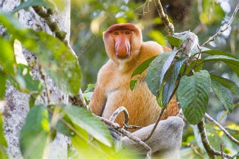 Male proboscis monkey cranionasal size and shape is associated with ... - muktibox.com