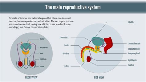Male Reproduction - an overview | ScienceDirect Topics - muktibox.com