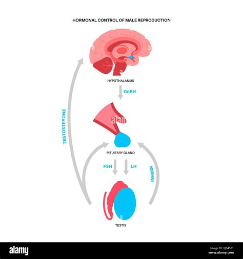 Male Reproductive Health: Hormones & Tests - muktibox.com