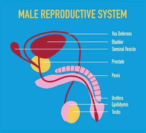 Male Reproductive Tract - an overview | ScienceDirect Topics - muktibox.com