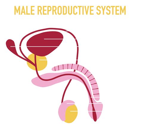 Male Sexual & Reproductive Health | UCSF … - muktibox.com