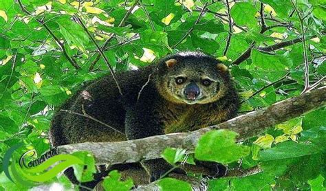 Mamalia di Sulawesi - Wikipedia bahasa Indonesia, ensiklopedia bebas - muktibox.com